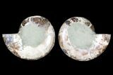 Cut & Polished Ammonite (Anapuzosia?) Pair - Madagascar #88006-1